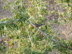 Haemorhous mexicanus