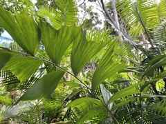 Caryota
