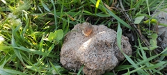 Otala lactea
