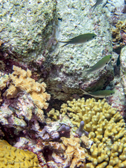 Azurina multilineata