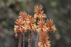 Asphodeloideae