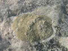 Pseudodiploria clivosa