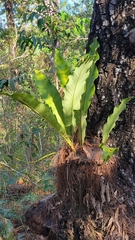 Anthurium schlechtendalii