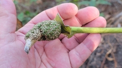Anthurium schlechtendalii
