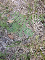 Vicia ludoviciana