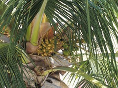 Cocos nucifera