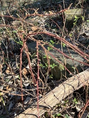 Rubus phoenicolasius