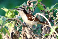 Campylorhynchus griseus