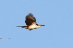 Campylorhynchus griseus