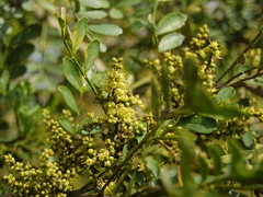 Zanthoxylum fagara