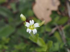 Cerastium