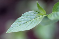 Cornus sericea sericea