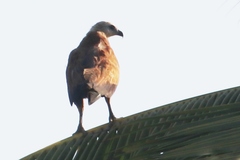 Busarellus nigricollis