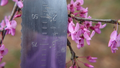 Cercis canadensis