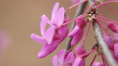 Cercis canadensis