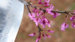 Cercis canadensis