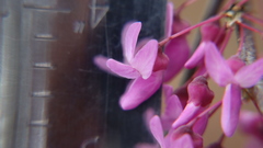Cercis canadensis