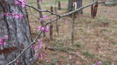Cercis canadensis