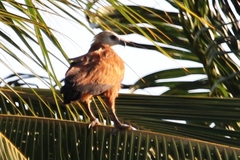 Busarellus nigricollis
