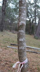 Cercis canadensis