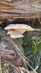 Omphalotus nidiformis