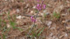 Cercis canadensis