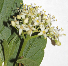 Cornus sericea sericea