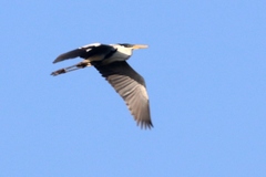 Ardea cocoi