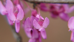 Cercis canadensis