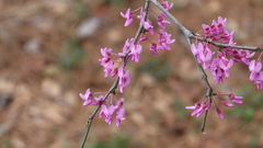 Cercis canadensis