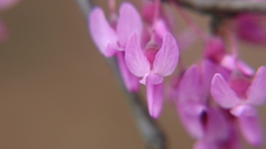 Cercis canadensis