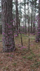 Cercis canadensis