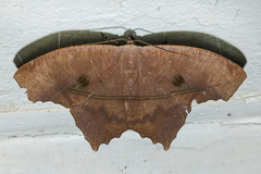 Trotopera maranharia