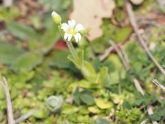 Cerastium