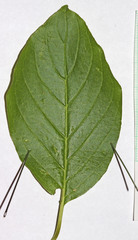 Cornus sericea sericea