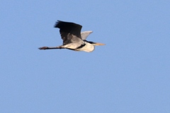 Ardea cocoi
