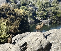 Gallirallus australis
