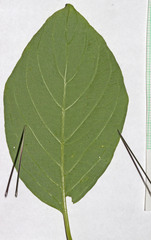 Cornus sericea sericea