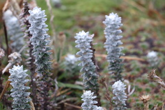 Lasiocephalus ovatus