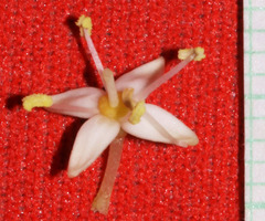 Cornus sericea sericea