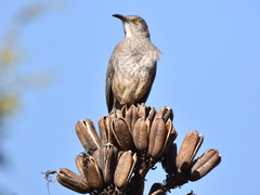 Toxostoma curvirostre