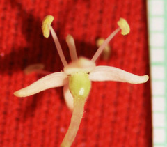 Cornus sericea sericea
