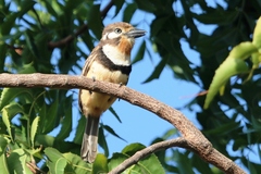 Hypnelus ruficollis