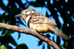 Hypnelus ruficollis