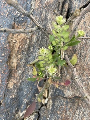 Lepidium lasiocarpum