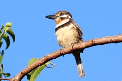 Hypnelus ruficollis