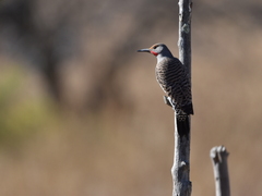 Colaptes