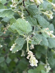 Ribes indecorum
