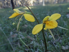 Diuris behrii