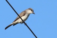 Tyrannus dominicensis